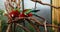 Pair of green winged macaw