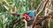 Pair of green winged macaw