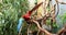 Pair of green winged macaw