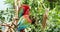 Pair of green winged macaw playing on the branch