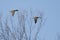 Pair of Green-Winged Teals