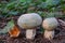 Pair of Greencracked Brittlegill mushrooms