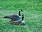 Pair of Grey Canada geese on a lawn of park in Minnesota in spring