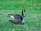 Pair of Grey Canada geese on a lawn of park in Minnesota in spring