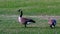 Pair of Grey Canada geese on a lawn of park in Minnesota in spring foraging green grass.