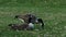 Pair of Grey Canada geese on a lawn of park in Minnesota in spring foraging green grass.