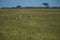 Pair of grey crowned crane or  Balearica regulorum, standing in green pasture