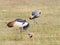 Pair of Grey Crowned Cranes feeding