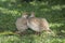 A pair of Grey Francolins on the ground in Hawaii