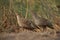 A pair of Grey francolins at Khamis, Bahrain. Selective focus on the back