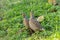 Pair of Grey Francolins on Maui