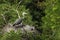 Pair of grey herons nesting on the tree