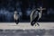 Pair of Grey herons perched on a lake's edge, one of them with its wings outstretched