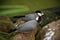 A pair of grey java sparrows perched on the stones