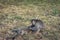 A pair of grey monkey are helping each other on Savanna Bekol, Baluran. Baluran National Park is a forest preservation area that