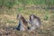 A pair of grey monkey are helping each other on Savanna Bekol, Baluran. Baluran National Park is a forest preservation area that