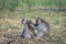 A pair of grey monkey are helping each other on Savanna Bekol, Baluran. Baluran National Park is a forest preservation area that