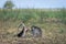 A pair of grey monkey are helping each other on Savanna Bekol, Baluran. Baluran National Park is a forest preservation area that