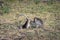 A pair of grey monkey are helping each other on Savanna Bekol, Baluran. Baluran National Park is a forest preservation area that