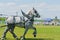 Pair of Grey Percherons at Country Fair