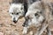 Pair of grey wolves