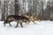 Pair of Grey Wolves Canis lupus Stalk Right Winter