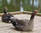 Pair of Greylag Geese