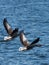 A Pair of Greylag Geese in Flight