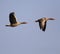 Pair of Greylag Goose in flight over grassy wetlands