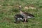 Pair of greylag goose or graylag goose (Anser anser)