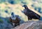Pair of Griffon Vulture and Black Vulture