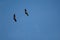 Pair of griffon vultures Gyps fulvus in flight.