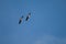 Pair of griffon vultures Gyps fulvus in flight.