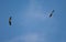 Pair of griffon vultures Gyps fulvus in flight.