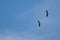 Pair of griffon vultures Gyps fulvus in flight.