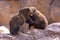 Pair Of Grizzly Bear Cubs Having Fun