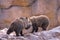 Pair Of Grizzly Bear Cubs Playing