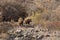 Pair of Grizzly Bears in Alaska in Fall