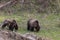 Pair of Grizzly Bears in Springtime in Yellowstone National Park