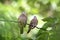 A pair of Ground Doves cuddle in the early morning light on branch in garden, clear green background