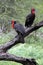 A pair of Ground Hornbills