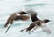 Pair of Guillemots in flight