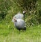 A Pair of Guinea Fowl