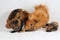 A pair of guinea pigs with their two babies resting.