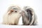 pair of guinea pigs touching noses