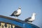 Pair of gulls sat on the prow of small blue fishing boat