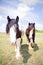 Pair of Gypsy Vanner Horses