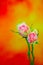 Pair of half open bicolor roses on colorful gradient backdrop