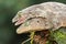 A pair of Halmahera giant geckos are mating.