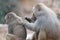 A pair of Hamadryas Baboons with one grooming the back of the other